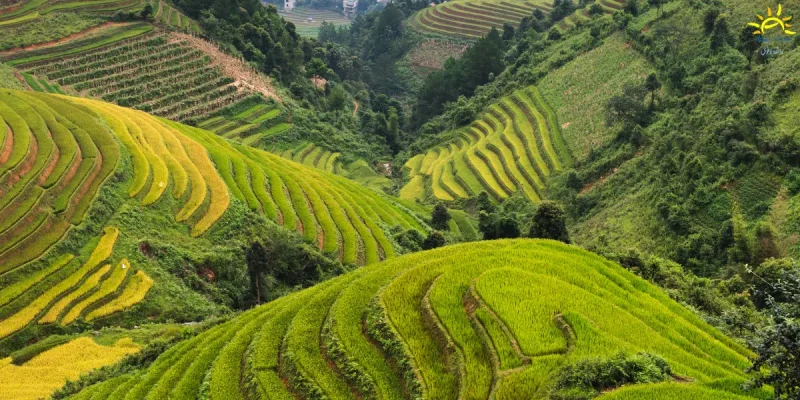 ripe-rice-field-vietnam-ashaq